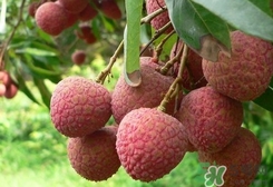 桂味和糯米糍哪個好吃？桂味荔枝和糯米糍荔枝區(qū)別