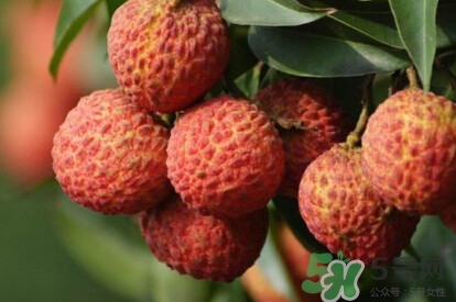 糯米糍荔枝產(chǎn)地是哪里？糯米糍荔枝上火嗎