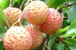 桂味荔枝多少錢一斤2017？桂味荔枝價格