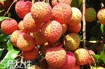 雞嘴荔枝多少錢一斤2017？香山雞嘴荔枝什么價(jià)錢