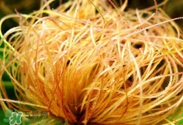 玉米須有什么功效？玉米須的功效與作用