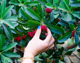 吃楊梅會感染sk5病毒嗎？吃楊梅感染sk5病毒是真的嗎？