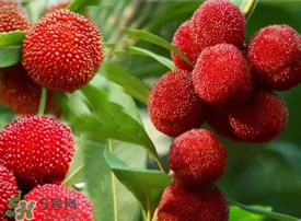 吃楊梅會感染sk5病毒嗎？吃楊梅感染sk5病毒是真的嗎？