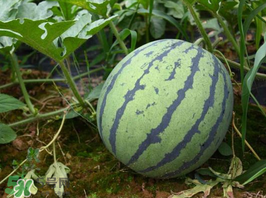 麒麟瓜多少錢一斤？麒麟瓜多少錢一斤2017？