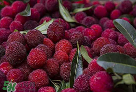 吃楊梅中毒是真的嗎？吃楊梅會(huì)中毒嗎？