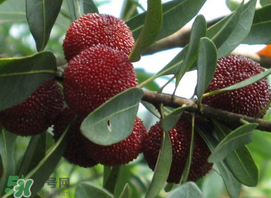 吃楊梅中毒是真的嗎？吃楊梅會(huì)中毒嗎？