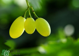 青提孕婦可以吃嗎？孕婦可以吃青提子嗎？