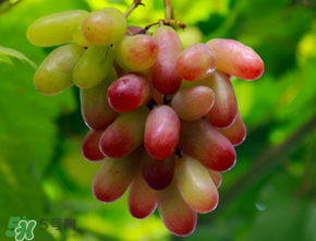 提子熱量高嗎？提子熱量是多少？