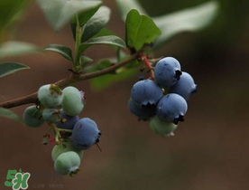 藍(lán)莓和蝦能一起吃嗎？吃藍(lán)莓后能吃蝦嗎？