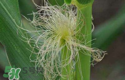 玉米須怎么吃降血糖？玉米須如何降血糖