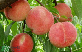 水蜜桃可以和香蕉一起吃嗎？水蜜桃可以跟香蕉同吃嗎？