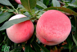 毛桃吃多了會(huì)怎么樣？毛桃吃多了好不好？