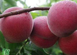 毛桃吃多了會(huì)怎么樣？毛桃吃多了好不好？