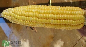 水果玉米是甜玉米嗎？水果玉米和甜玉米的區(qū)別
