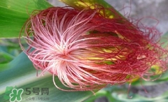 玉米須怎樣保存？玉米須可以曬干保存嗎？