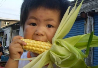 水果玉米是甜玉米嗎？水果玉米和甜玉米的區(qū)別