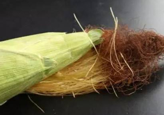 玉米須煮水可以去胎毒嗎？去胎毒玉米須水怎么煮