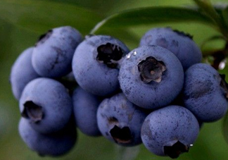 藍莓熱量高嗎？藍莓醬熱量高嗎？