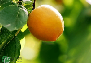 六月份還有柚子嗎？六月份哪里能買(mǎi)到柚子？