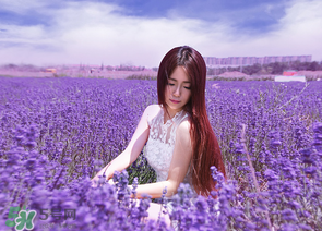 六月份還有薰衣草嗎？6月份哪里有薰衣草？