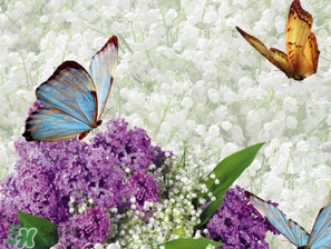 六月份還有薰衣草嗎？6月份哪里有薰衣草？