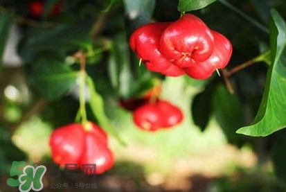 黑金剛蓮霧好吃嗎？黑金剛蓮霧多少錢一斤2017？