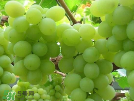 青提什么時(shí)候成熟？青提什么時(shí)候上市？