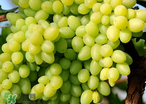 青提不能和什么一起吃？青提哪些人不能吃？