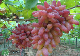 提子和桃子能一起吃嗎？提子和桃子一起吃好嗎？