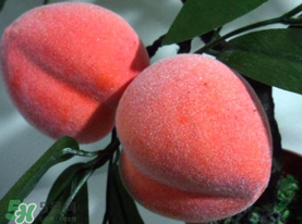 提子和桃子能一起吃嗎？提子和桃子一起吃好嗎？