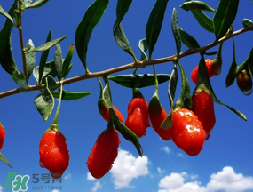 楊梅酒可以放枸杞嗎？楊梅酒里面可以加枸杞嗎？