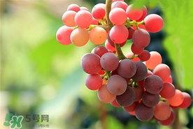 提子一天吃多少？提子一天吃幾個(gè)？