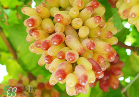 提子一天吃多少？提子一天吃幾個(gè)？