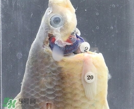 福爾馬林是泡尸水嗎？福爾馬林的作用是什么