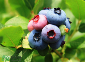 藍(lán)莓熱量高嗎？藍(lán)莓醬熱量高嗎？