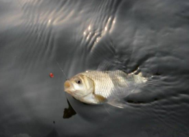 六月份怎么釣鯽魚？6月份釣鯽魚用什么餌料？