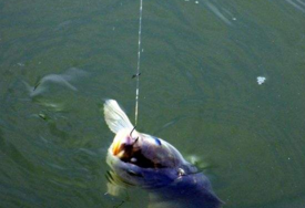 六月份怎么釣鯽魚？6月份釣鯽魚用什么餌料？