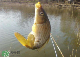 六月份怎么釣鯉魚？六月份釣鯉魚技巧