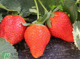 夏天可以種草莓嗎？草莓夏天怎么種？