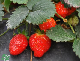 夏天可以種草莓嗎？草莓夏天怎么種？