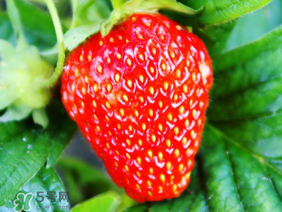 夏天有草莓嗎？夏天草莓結(jié)果嗎？