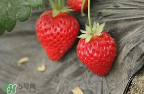 夏天有草莓嗎？夏天草莓結(jié)果嗎？