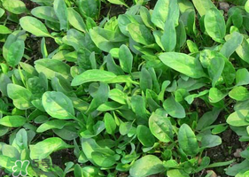 夏天可以種菠菜嗎？夏天菠菜為什么難種植？