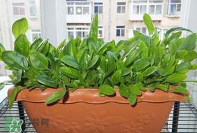 夏天可以種菠菜嗎？夏天菠菜為什么難種植？