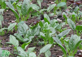 夏天可以種菠菜嗎？夏天菠菜為什么難種植？
