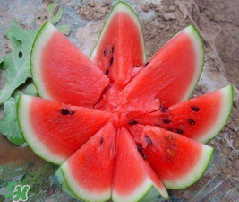 麒麟瓜和8424一樣嗎？麒麟瓜好吃還是8424瓜好吃？