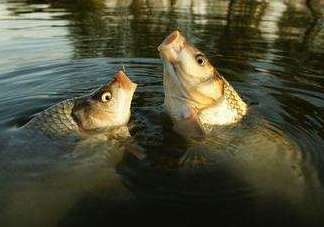 六月份怎么釣鯉魚？六月份釣鯉魚技巧