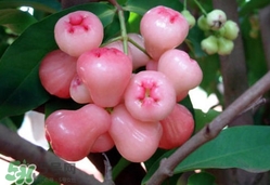 蓮霧什么季節(jié)吃最好？什么品種的蓮霧最好吃