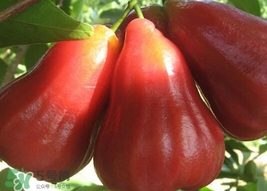 黑金剛蓮霧好吃嗎？黑金剛蓮霧多少錢一斤2017？