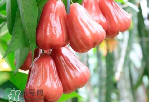 蓮霧什么季節(jié)成熟？蓮霧什么時候成熟